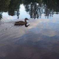 "Вдоль по речке-речке утки плавают..." :: zavitok *