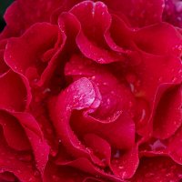 Красная роза после дождя. :: Николай Галкин 