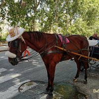 в жаркий день :: Светлана Баталий