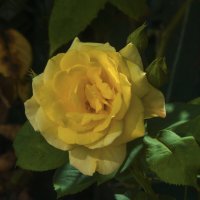 Жёлтая  роза :: Валентин Семчишин