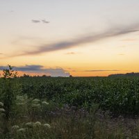 Закат на кукурузном поле :: Александр 