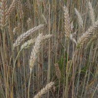 Колосья пшеницы в поле! :: Светлана Хращевская