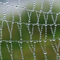Бисероплетение дождя на паутинке :: Ульяна Северинова Фотограф