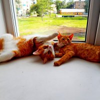 Солнечные ванны. (Из жизни рыжих котов) :: Дмитрий (Горыныч) Симагин