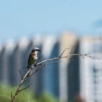 Жулан. :: Владимир Безбородов