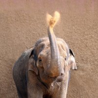 слон :: Михаил Бибичков