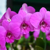 орхидея :: Дмитрий Боргер