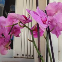 Орхидея — цветок любви и плодородия. :: Светлана Хращевская
