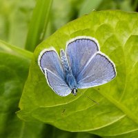 Синяя бабочка :: Олег Фролов