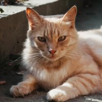 нежный кот :: Зинаида Кузьменко