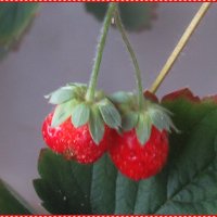 Еще две ягодки покраснели :: Тарасова Вера 
