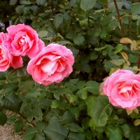 Четыре розы. :: VasiLina *