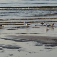 прогулки у моря :: linnud 