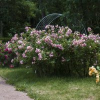 Цветы  ботанического сада ,Симферополь :: Валентин Семчишин