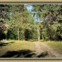 Лесной пейзаж. :: barsuk lesnoi