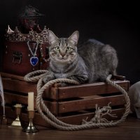Пиратский кот :: Евгений Печенин