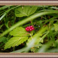 костяника  - лесная ягода.. :: barsuk lesnoi