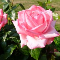 Розовая роза :: 4X_Pro Непразднующий