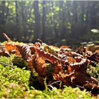 В лесу начинается осень. :: Валерия Комова