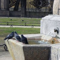 Голуби на водопое :: Стальбаум Юрий 