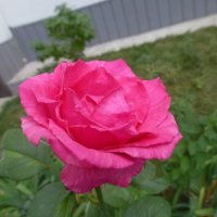 Чайно-гибридная роза :: Наиля 