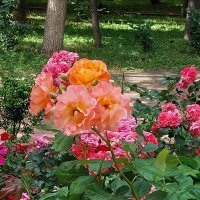 Чайные розы :: Сергей Б.