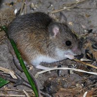 Малая лесная мышь :: Лина 