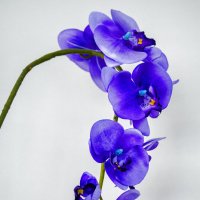Орхидея :: Kliwo 