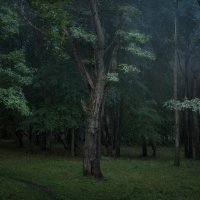 ночь в лесу :: Михаил Корнилов