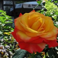 За красоту мы любим розы :: Liliya Kharlamova