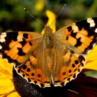 бабочки на осенних цветах  3 :: Александр Прокудин
