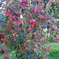 Райские яблочки в монастырском саду :: Galina Solovova