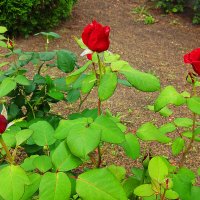 Розы у храма . :: tamara 