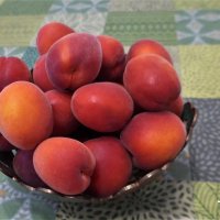 Красные абрикосы :: Nina Yudicheva