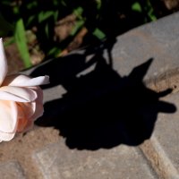 Роза и тень :: Павленко Михаил 