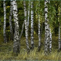 Берёзовый лес. :: Анатолий Уткин