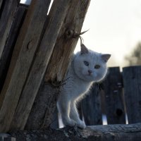 Домашний кот :: Татьяна Маркова