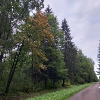 Осень в Баболовском парке :: Сапсан 