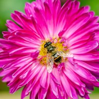 пчелка на цветке :: Александр Леонов