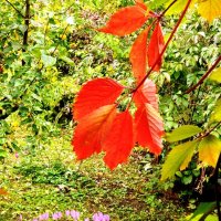 Осень в саду... :: ГЕНРИХ 