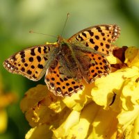 бабочки на осенних цветах  2 :: Александр Прокудин