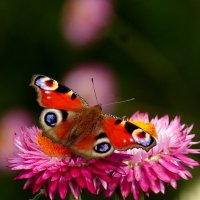бабочки на осенних цветах  5 :: Александр Прокудин