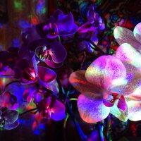 Орхидейный красочный мир! :: Anna-Sabina Anna-Sabina