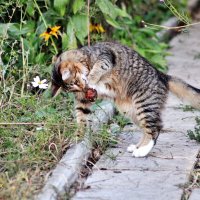 Дара сама себе нашла игрушку. Гнилое яблочко вполне подошло! :: Восковых Анна Васильевна 