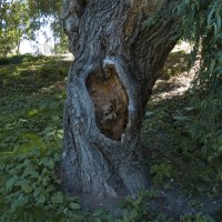 Старое  дерево :: Валентин Семчишин