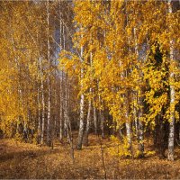 "А вот это осень... золотая"© :: Владимир Макаров
