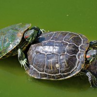 Водяные черепахи :: Светлана 