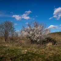 Вот такой апрель :: Сергей Шабуневич