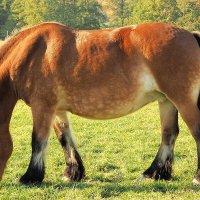 Шведская северная порода лошадей Национальный парк-резерват Тюреста Швеция Tyresta nationalpark :: wea *