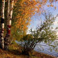 Осень - время ярких красок... :: Нэля Лысенко